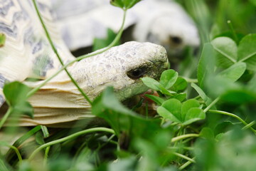 Tortoise Eating clover for lunch