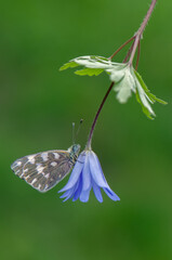 butterfly Pontia edusa on a blu flower on a summer day