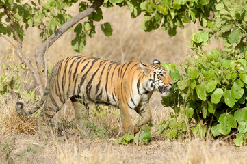 Female Bengal tiger (Panthera tigris tigris), Tadoba Andhari Tiger Reserve, Maharashtra state, India
