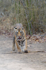 Young Bengal tiger (Panthera tigris tigris) walking on a forest path, Bandhavgarh National Park, Madhya Pradesh, India