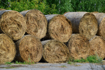 Rolled hay prepared for horses
