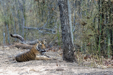 Young Bengal tiger (Panthera tigris tigris) resting on forest path, Bandhavgarh National Park, Madhya Pradesh, India