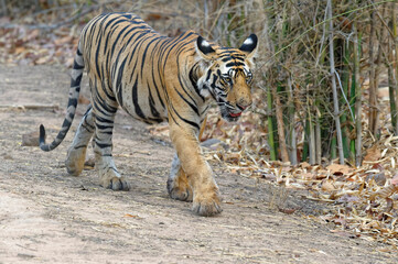 Fototapeta na wymiar Young Bengal tiger (Panthera tigris tigris) walking on a forest path, Bandhavgarh National Park, Madhya Pradesh, India
