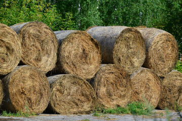 Rolled hay prepared for horses