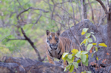 Fototapeta na wymiar Young Bengal tiger (Panthera tigris tigris) in the forest, Bandhavgarh National Park, Madhya Pradesh, India