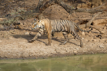 Fototapeta na wymiar Female Bengal tiger (Panthera tigris tigris) walking along a pond, Ranthambhore National Park, Rajasthan, India