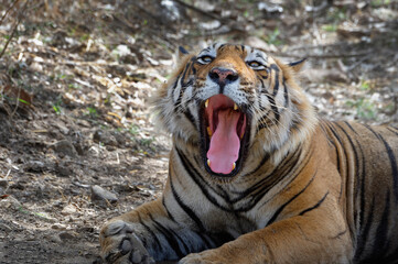 Male Bengal tiger (Panthera tigris tigris) yawning, Portrait, Ranthambhore National Park, Rajasthan, India
