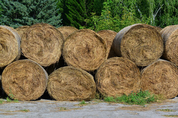 Rolled hay prepared for horses