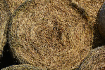 Rolled hay prepared for horses