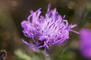 Centaurea jacea,  brown knapweed violet flowers macro selectiwe focus