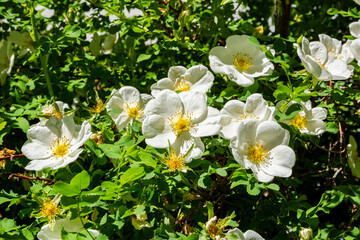 Obraz premium Blooming burnet rose (Rosa pimpinellifolia), Porvoo, Finland