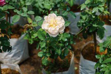 Obraz na płótnie Canvas A white rose in flower market