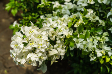 White bougainvillea flowers in the flower market