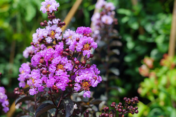 Crape myrtle tree that has black leaves and purple flowers.