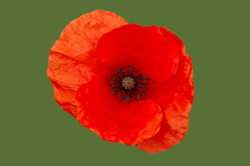 Macro shot of a bright red "Poppy" flower, shot from above and isolated against a bright green background. Retro style.