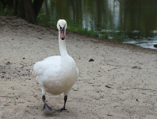 Łabędź na plaży nad jeziorem. © Aleksandra
