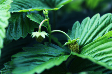 Niedojrzałe poziomki.