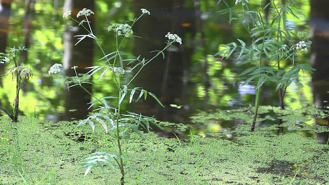 View of Water Hemlock, Cicuta bulbifera