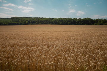 Field of wheat cloudy weather landscape overlay  