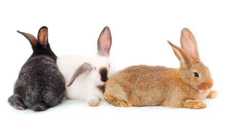 Three rabbits isolated.