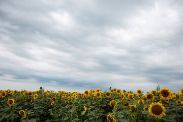 Sunflower field cloudy sky yellow and green  