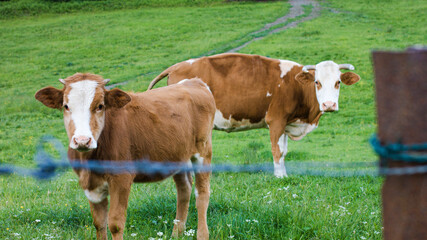 Naklejka na ściany i meble Cattle in a Alpine mountain pasture. Grass fed cows are rich in Omega-3 fatty acids.