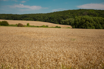 Field of wheat cloudy weather landscape overlay  