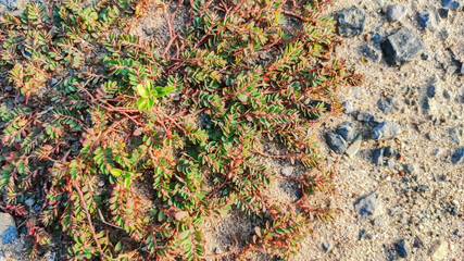 view of small grass plant on dry soil