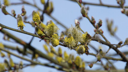 Bienen und Blumen III