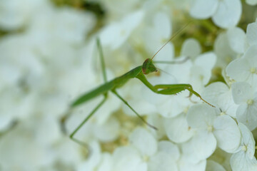 カマキリと紫陽花