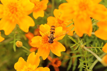 Hoverflie on a marigold flower, flower flie, syrhid flie