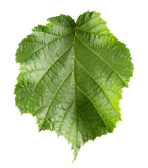 Fototapeta na wymiar hazelnut leaf isolated on a white background