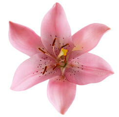 pink lily isolated on a white background