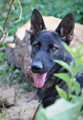 Portrait reinrassiger grauer Deutscher Schäferhund Hund im Wald Holz Waldboden Natur
