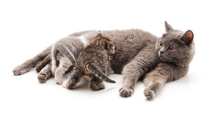 Fototapeta premium Cat feeds kittens.
