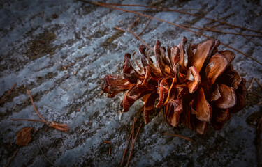 pine tree flowers on the streets