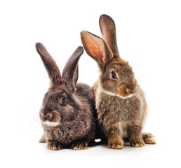 Obraz premium Two gray rabbits.
