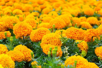 Marigolds on a flower bed