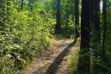 Path in a pine forest.