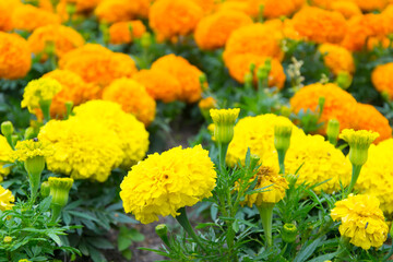 Marigolds on a flower bed