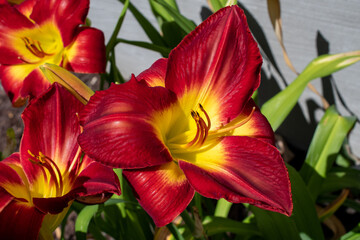 Close up view of a red and yellow daylily.