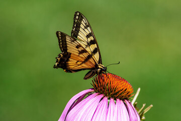 Fototapeta na wymiar Close up view of a tiger swallowtail on a purple Echinacea