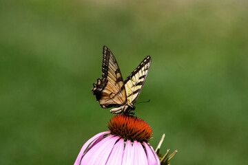 Close up view of a tiger swallowtail on a purple Echinacea