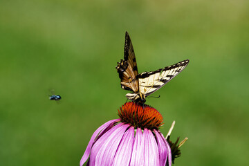 Close up view of a tiger swallowtail on a purple Echinacea