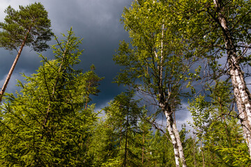 green trees and black sky