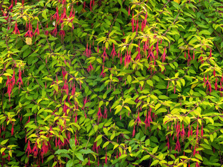 Fuchsia magellanica. Hardy garden plant, aka the Hummingbird Fuchsia.