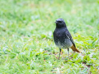 Male redstart bird in the garden