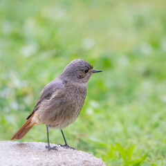 Female redstart bird in the garden
