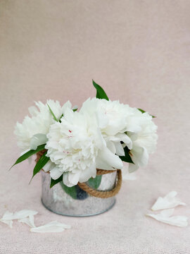 Beautiful bouquet of light milky peonies in rounded metal box isolated on pink background with free copyspace for text,image for greeting holiday card,wallpaper,calendar,poster,spring floral postcard