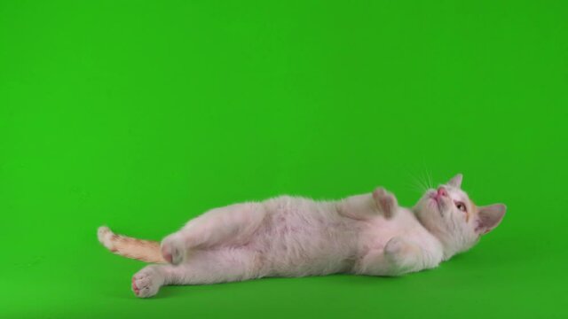 White-red cat kitten plays on a green background screen.